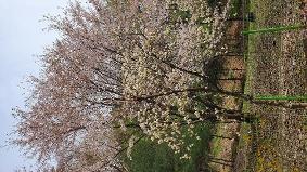 3월 말의 우리학교 풍