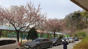 3월 말 우리학교 앞 화단