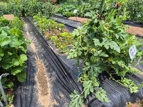 2025년 6월 구성초 텃밭