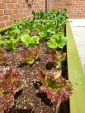 학교생태텃밭 성장모습