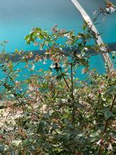 꽃댕강의 꿀을 먹는 벌