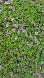 봄이 찾아온 동백중 화단&#40;1&#41;