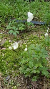 봄이 찾아온 동백중 화단&#40;2&#41;